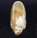 Manticoceras cf. intumescens (BEYRICH 1837) - Bild &copy; FossNet FossilienStore